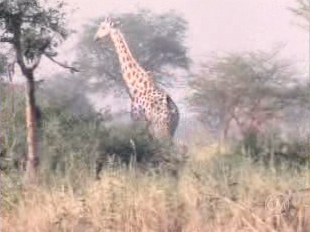 Safari-photo à Waza, années 60