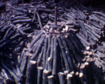 Fabrication du charbon de bois, années 60